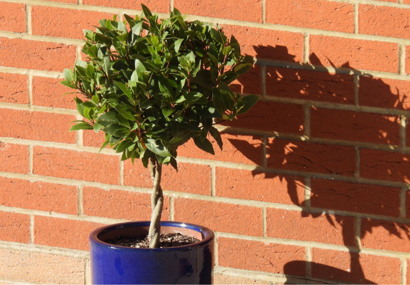 Twisted Potted Bay Tree