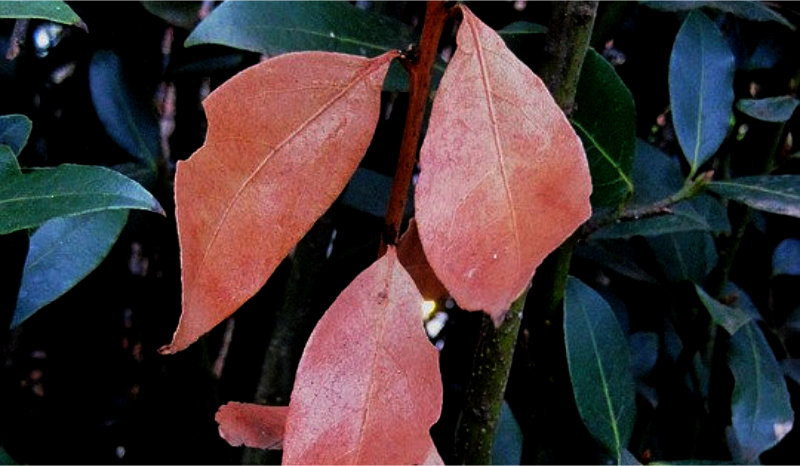 Brown Leaves on a Bay Tree