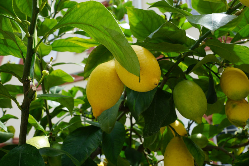 Lemon Tree