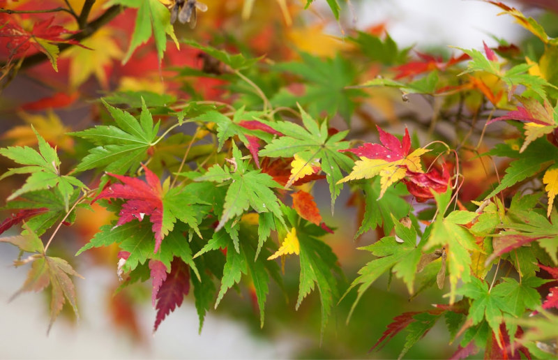 Japanese maple tree leaves