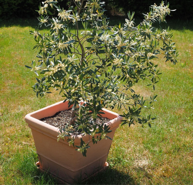 Potted Olive Tree