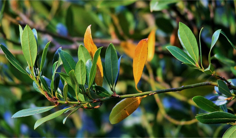 Yellow Bay Tree Leaves