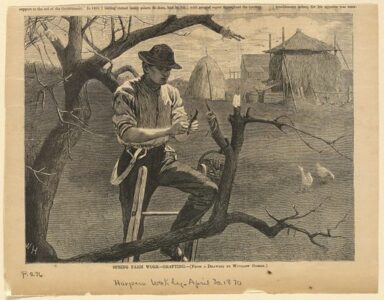 View of a man on a ladder pruning a tree