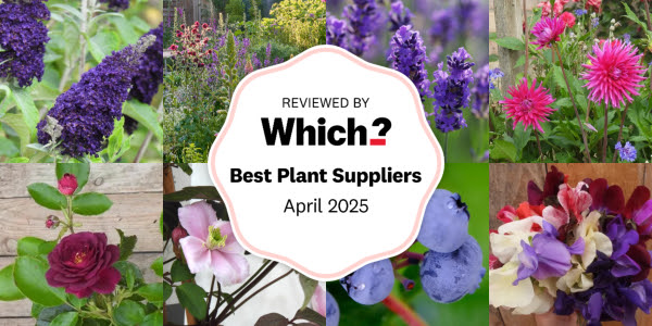 best-plant-supplier-which-gardening