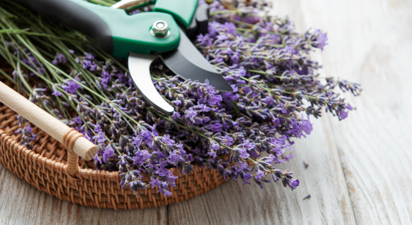 Seasonal pruning of lavender.