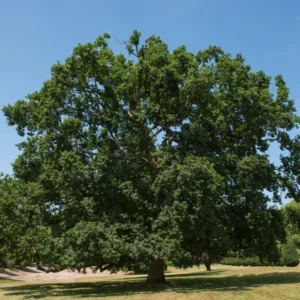 oak-english-quercus-robur