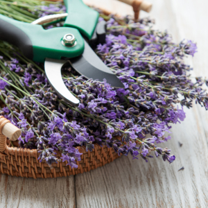 Pruned lavender