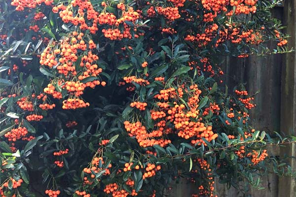 Pyracantha shrub with orange berries growing against a wooden fence