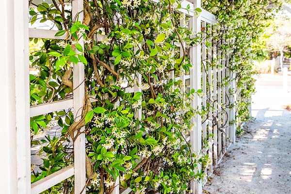 Trachelospermum jasminoides climbing up and through a white wooden fence/trelis