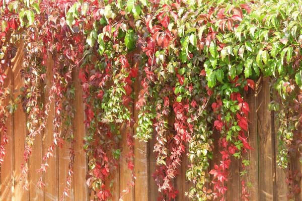 Lovely autumn coloured Virginia Creeper Ivy covering a wooden fence