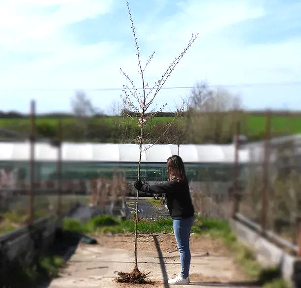Standard Tree with 6-8cm girth