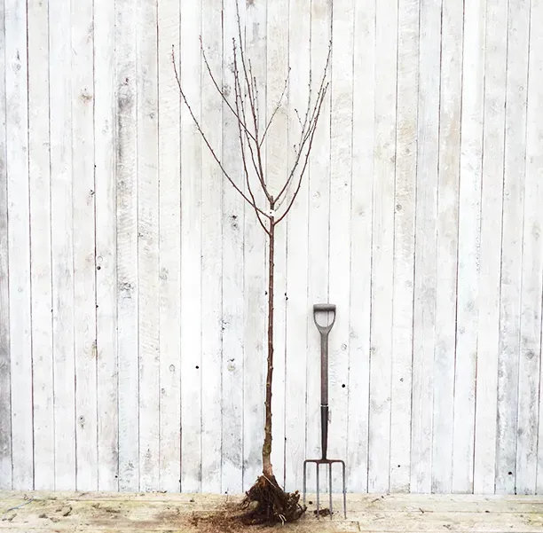 Half Standard Bareroot Tree