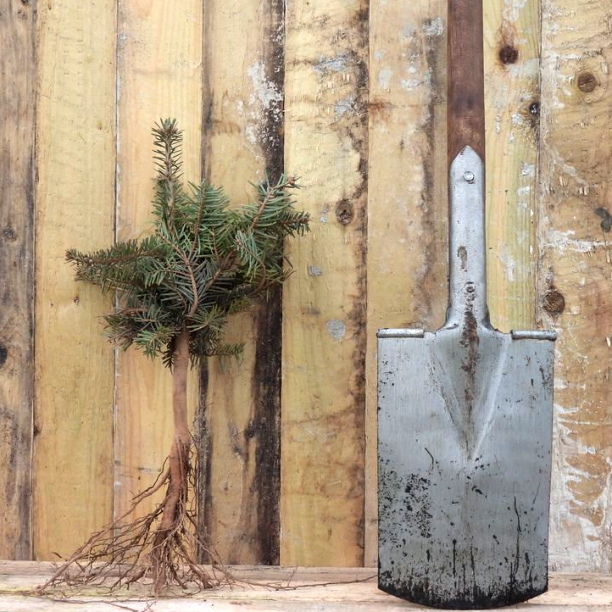 Nordman fir tree sapling