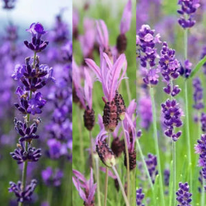 English, dutch and french lavender compared