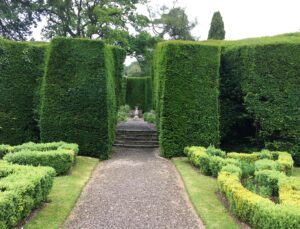Why is my Yew Hedge Dying?