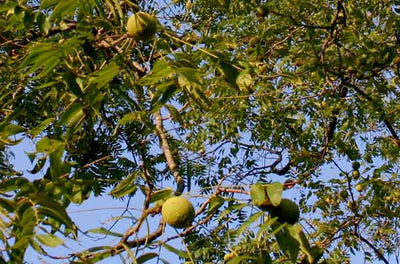 Black walnut tree