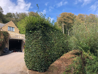 Restoring an old beech hedge