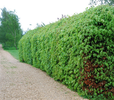 Beech: A national treasure!
