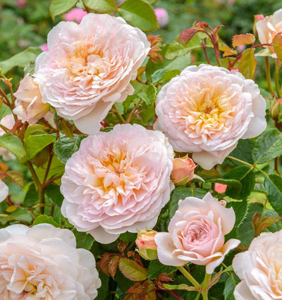 Roses – to climb or to ramble?