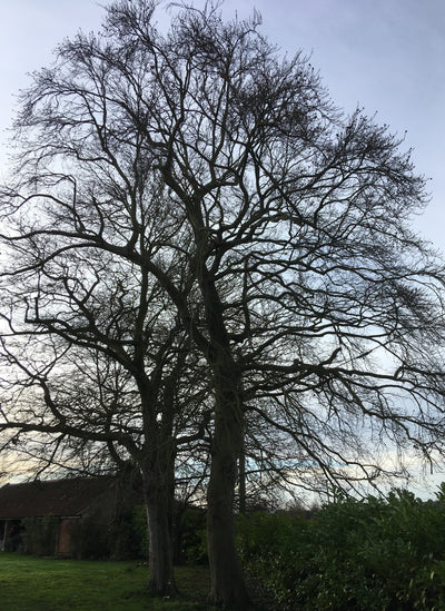 Planting trees beyond your lifetime...