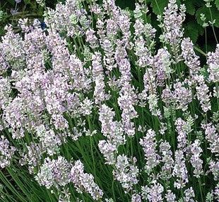 Trim Lavender Around Late February / March