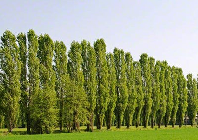The Best Trees Suitable for Heavy Clay Soils