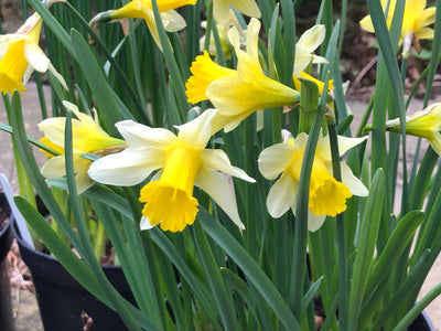 wild daffodils 