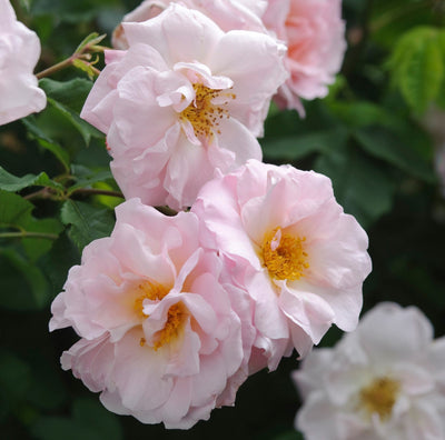 "What a lovely thing a rose is"