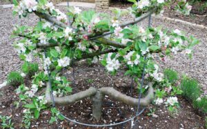 How to prune Cordon Fruit Trees