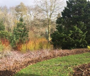 Royal Horticultural Society Wisley Winter Walk