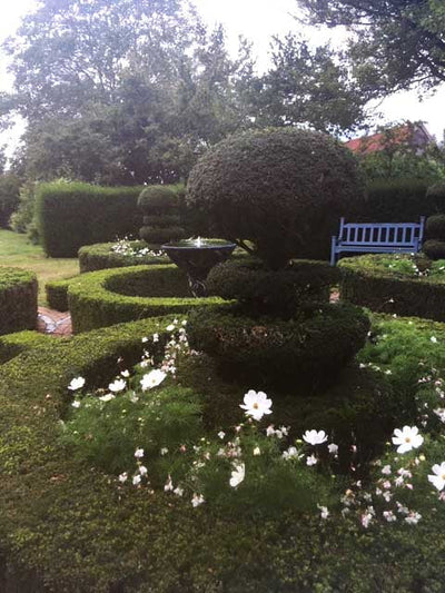 How to Keep a Box Hedge