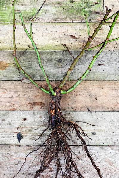 Shop the bare-root roses seen on TikTok