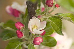 A guide to fruit tree pollination