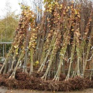 What Are Bare Root Plants?