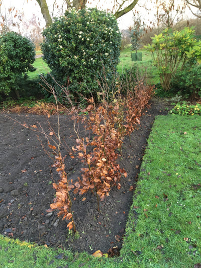 beech hedging