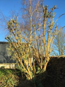 Cutting Back Buddleja Bushes in Early Spring