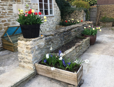 How to grow Bulbs in Pots