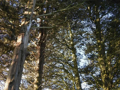 Storm-Proofing Your Trees: Expert Advice from Tree Specialists