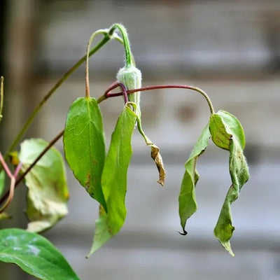 A clematis in bud suffering from Clematis wilt. 