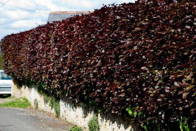 Restoring an old beech hedge