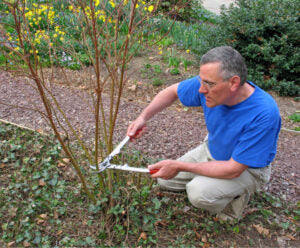 Coppicing