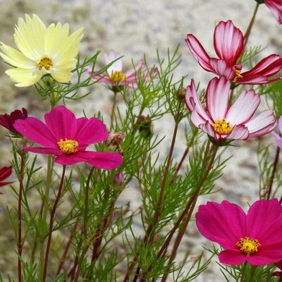 How to Grow Cosmos