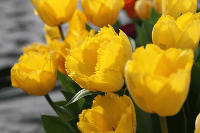 Where can you plant your tulip bulbs?