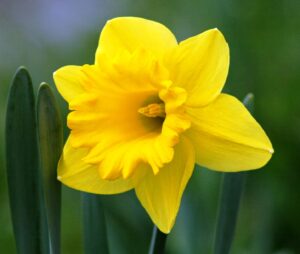 How and When to Deadhead Daffodils