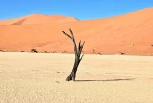 dead-looking-tree-no-leaves