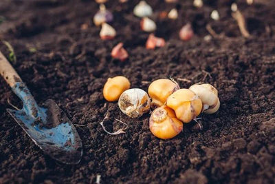 How to Grow Spring Flowering Bulbs