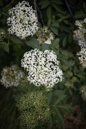 Elderflower Champagne Recipe