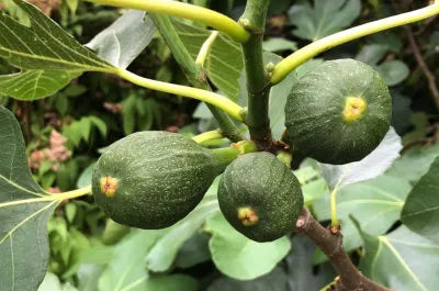 How To Grow 'Brown Turkey' Figs
