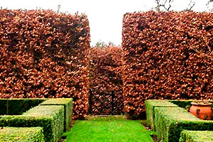 101 uses for your Beech Hedge...