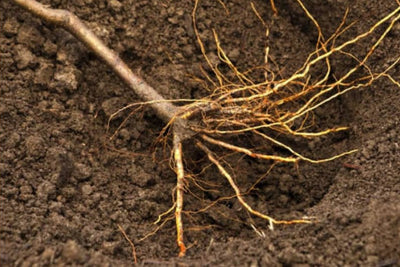 fruit tree rootstock